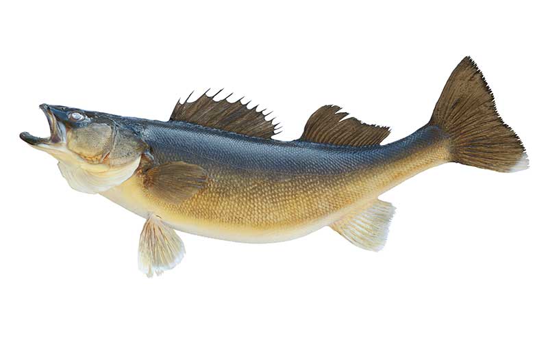 Walleye