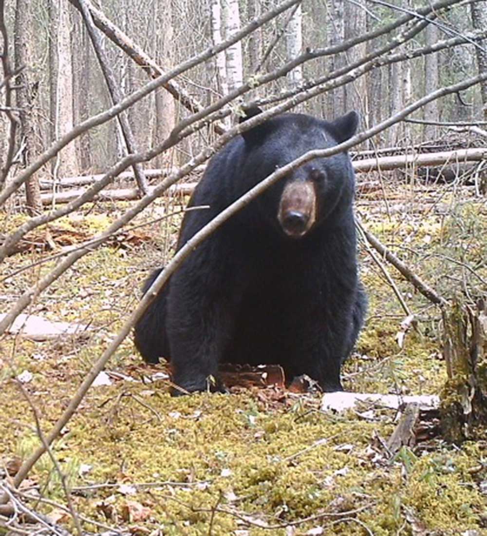 Black bear